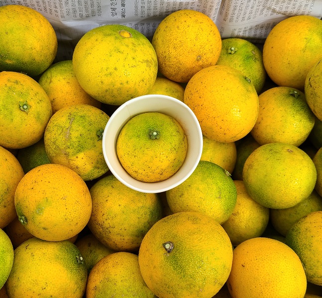 노지 무농약 황금향 중,소,꼬마과 혼합