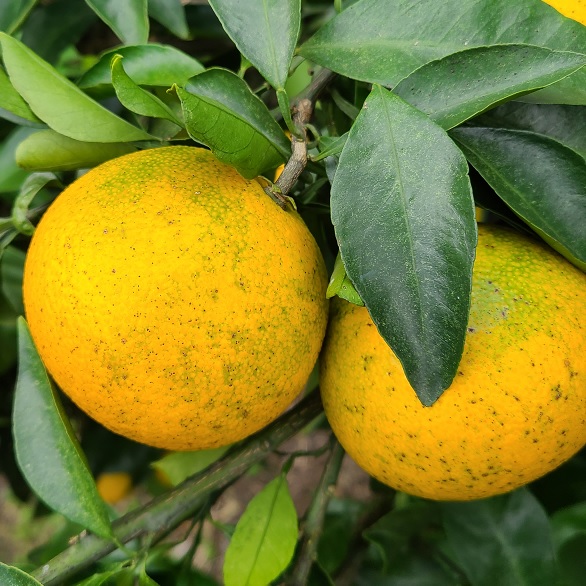 노지 무농약 황금향 중,소,꼬마과 혼합