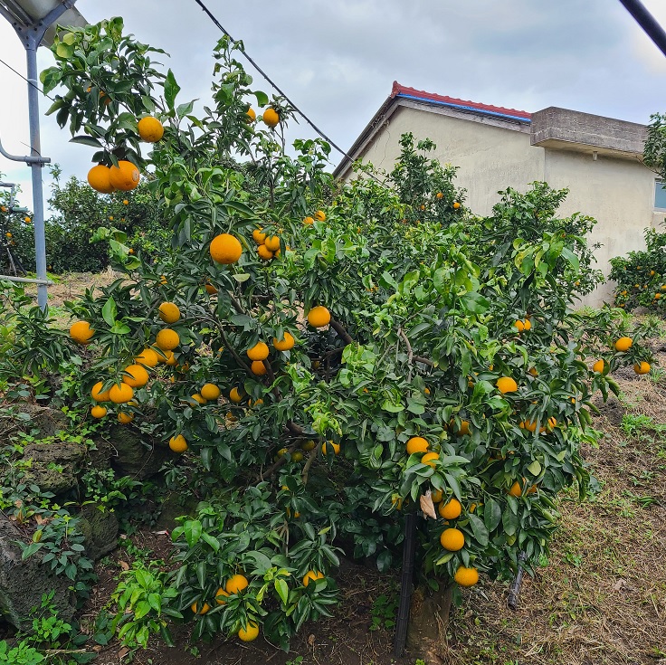 노지 무농약 황금향 중,소,꼬마과 혼합