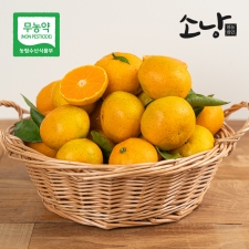 제주 무농약 노지 감귤