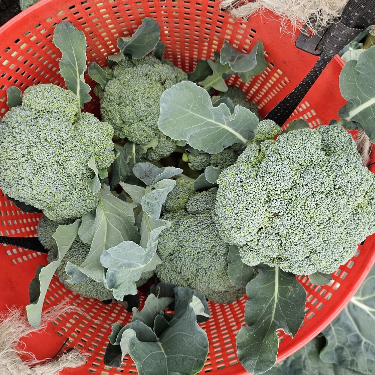 제주 유기농 브로콜리 2Kg, 3Kg + 친환경 채소 꾸러미