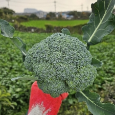 제주 유기농 브로콜리 2Kg, 3Kg
