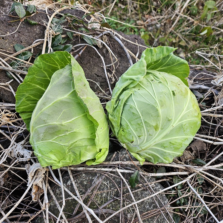 제주 유기농 양배추 3Kg, 5Kg + 친환경 채소 꾸러미