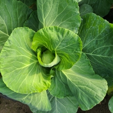 제주 유기농 양배추 3Kg, 5Kg + 친환경 채소 꾸러미