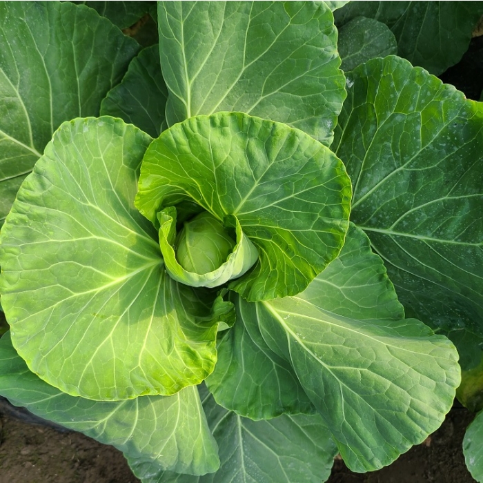 제주 유기농 양배추