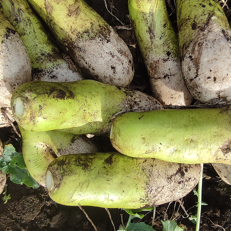 제주 무농약 월동무 5Kg, 10Kg