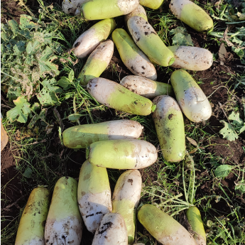 제주 무농약 월동무 5Kg, 10Kg