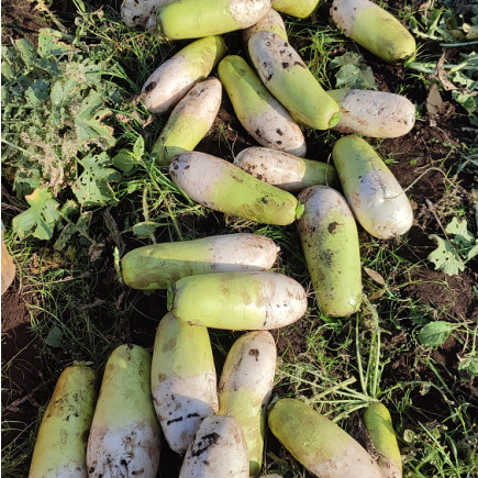 제주 무농약 월동무 5Kg, 10Kg