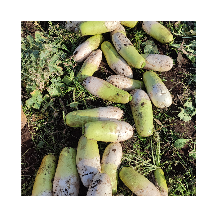 제주 무농약 월동무 5Kg, 10Kg