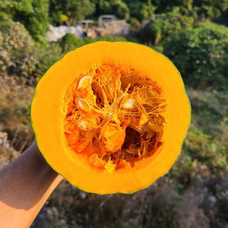 제주 유기농 만차랑 단호박