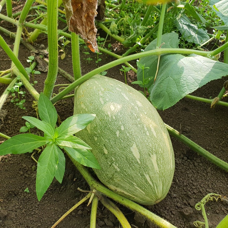 제주 유기농 만차랑 단호박