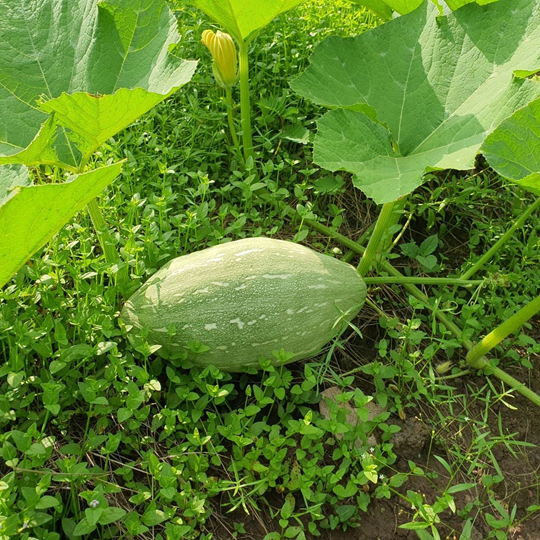 제주 유기농 만차랑 단호박