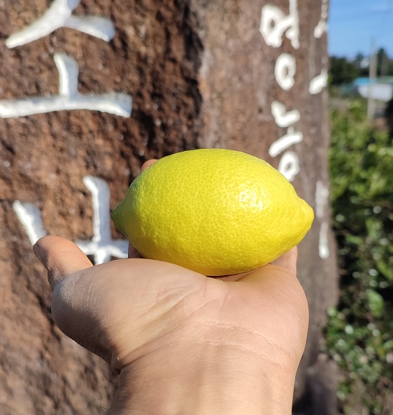 제주 레몬 제라몬