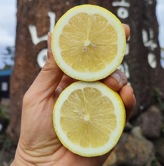 제주 레몬 제라몬