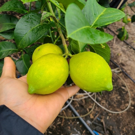 제주 레몬 제라몬