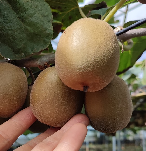 제주 레드키위 중대과 혼합 3Kg, 5Kg