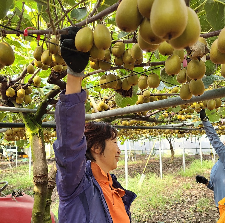 제주 레드키위 중대과 혼합 3Kg, 5Kg