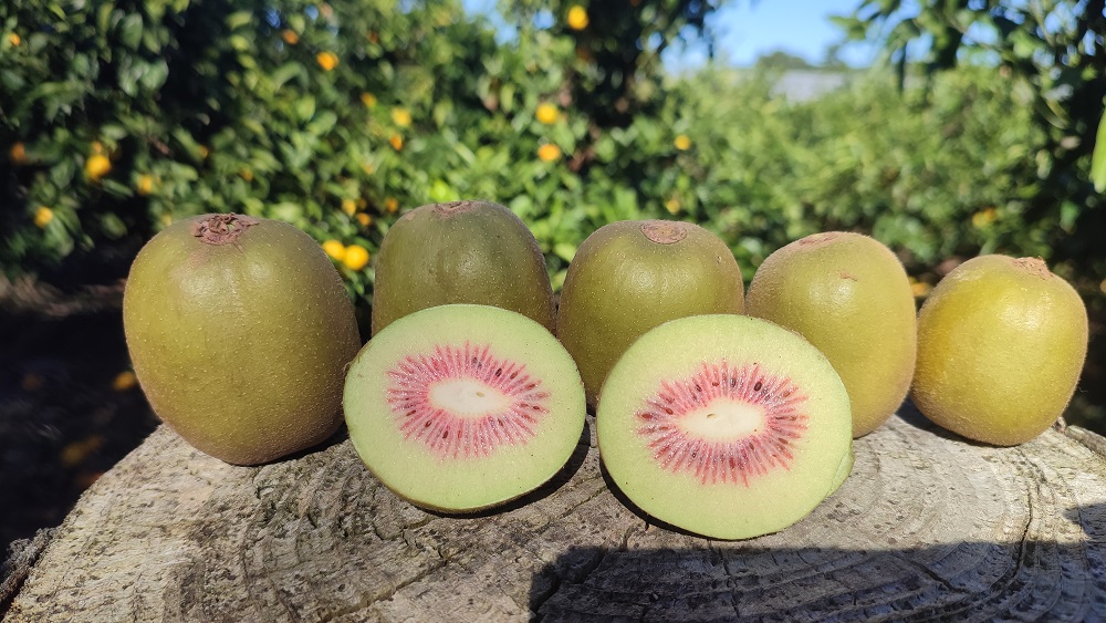 제주 레드키위 중대과 혼합 3Kg, 5Kg