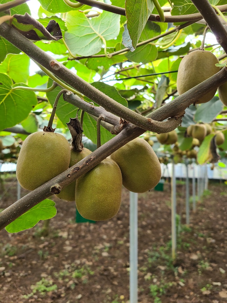 제주 레드키위 중대과 혼합 3Kg, 5Kg