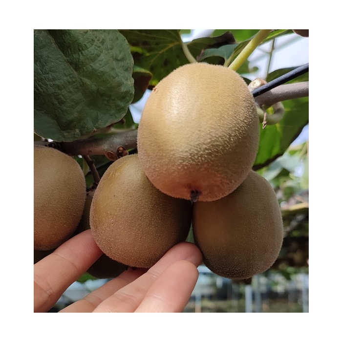 제주 레드키위 중대과 혼합 3Kg, 5Kg