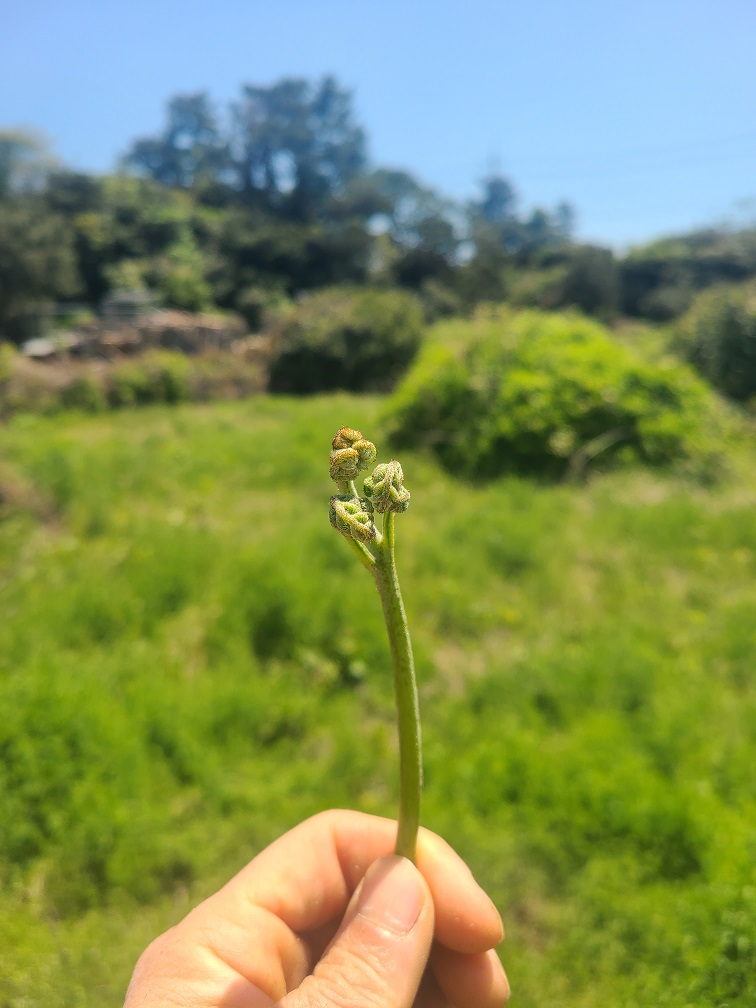 제주 26년 자연산 건 고사리