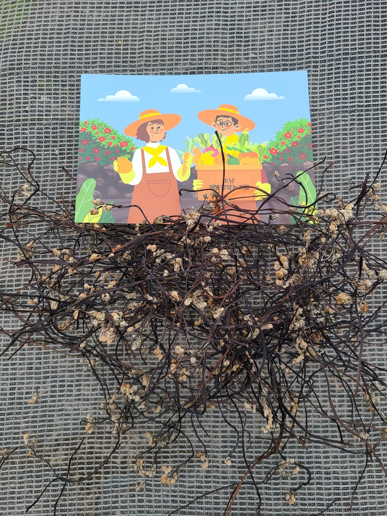 제주 26년 자연산 건 고사리