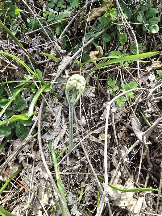 제주 26년 자연산 건 고사리